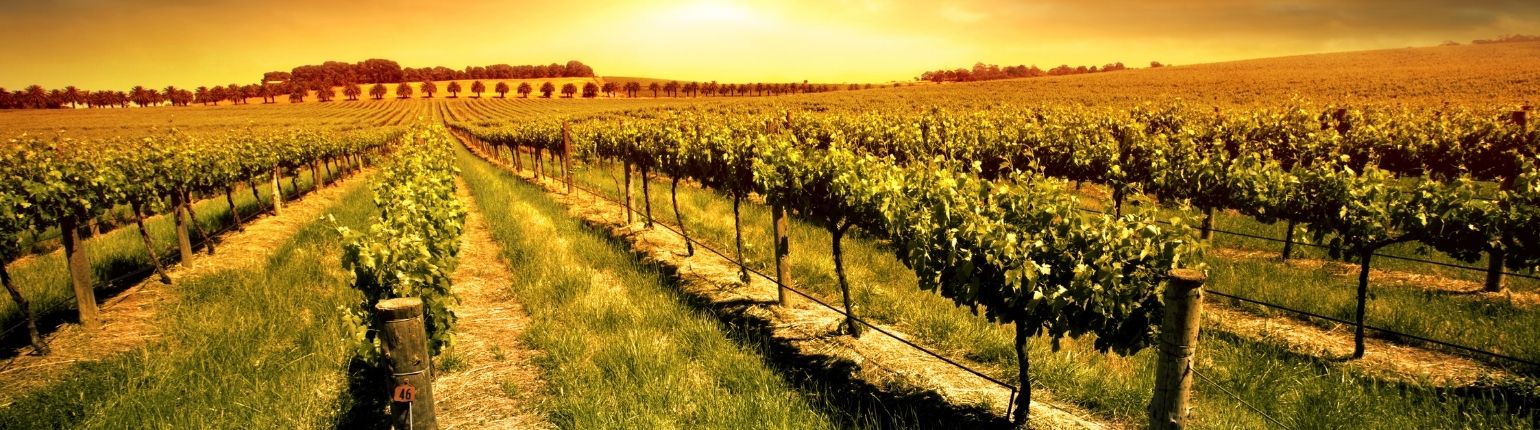 biowijn, biodynamische wijn, natuurwijn